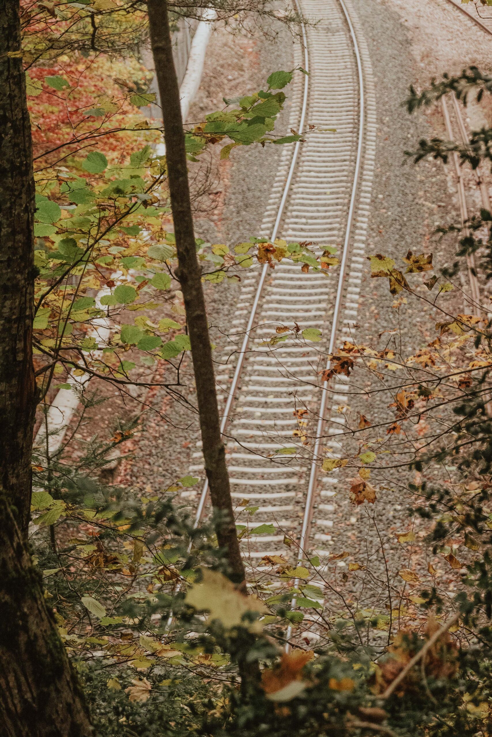 GUIA NATURALEZA CANFRANC PIRINEOS-2