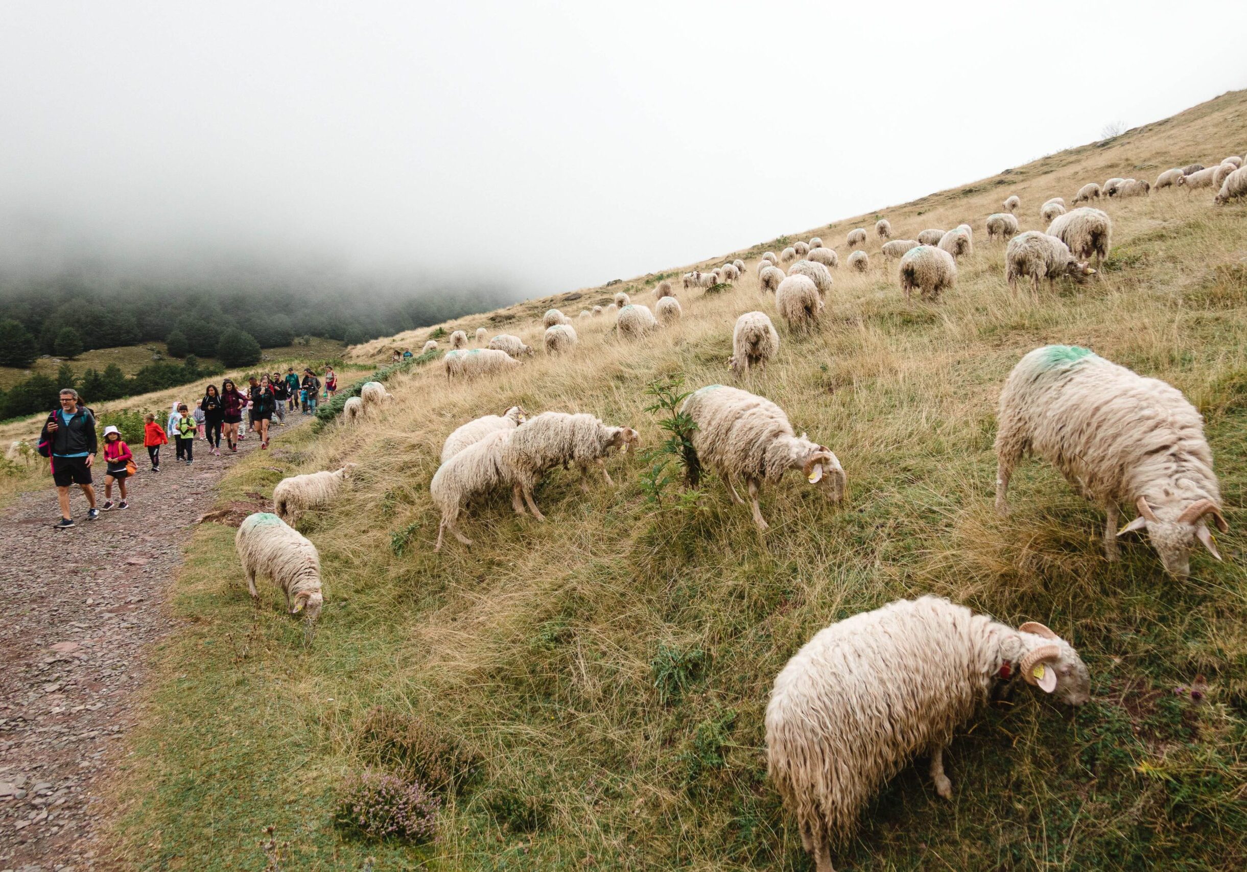 GUIA NATURALEZA CANFRANC PIRINEOS-9